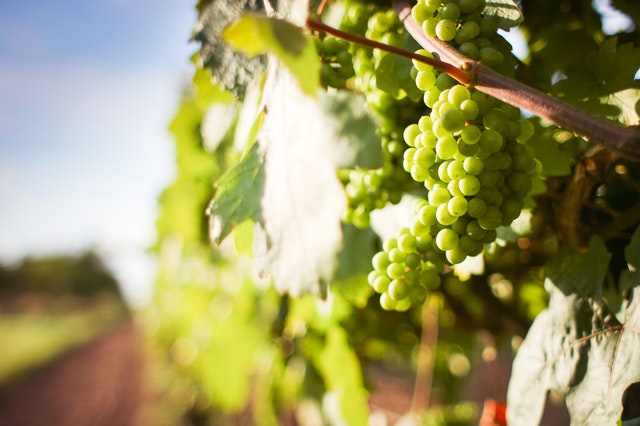 green wine grapes on the vine sauvinon blanc vs chardonnay wine
