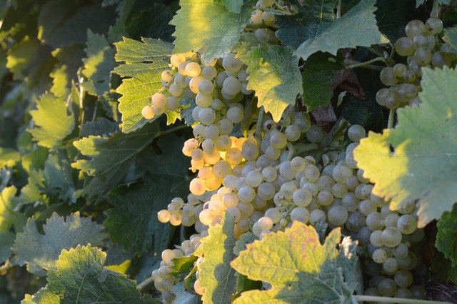 white grapes on the vine Riesling vs Moscato