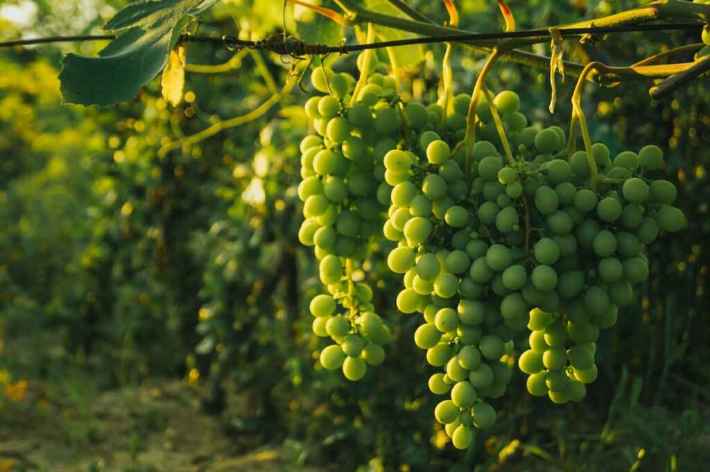 white grapes hanging on a vine
sauvignon blanc vs riesling
