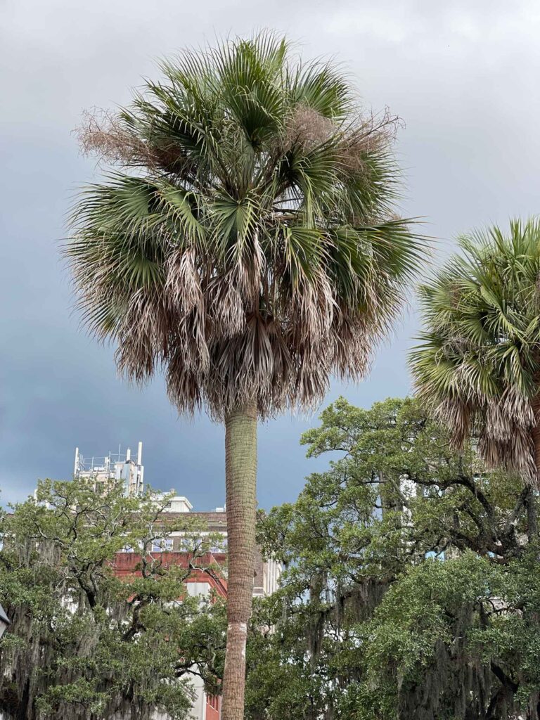 palm tree in Savannah GA