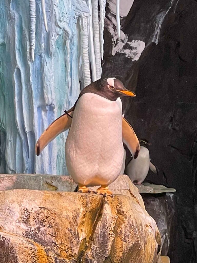 penguin standing on a rock