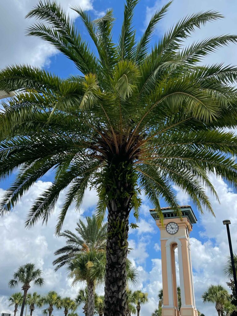 Palm Tree at one of the shopping places in Champions Gate