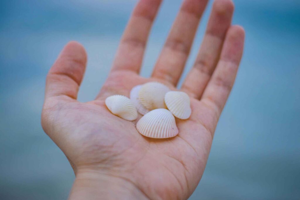 A person's hand holding four seashells